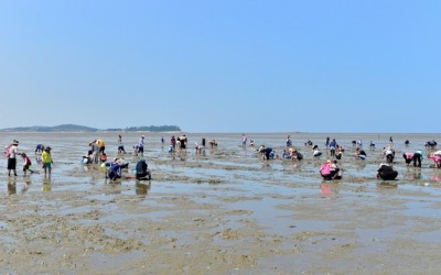 갯벌 조개잡기 체험